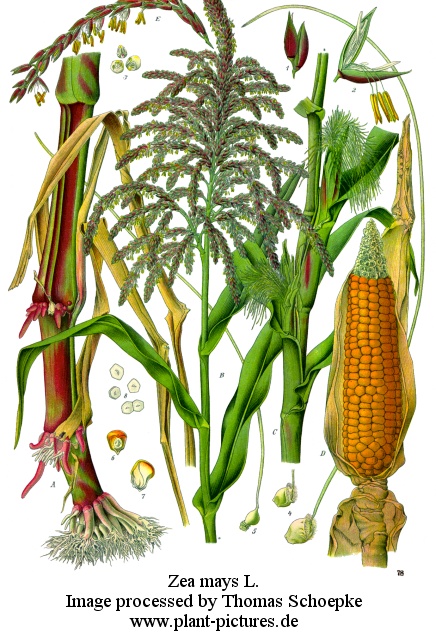 zea mays