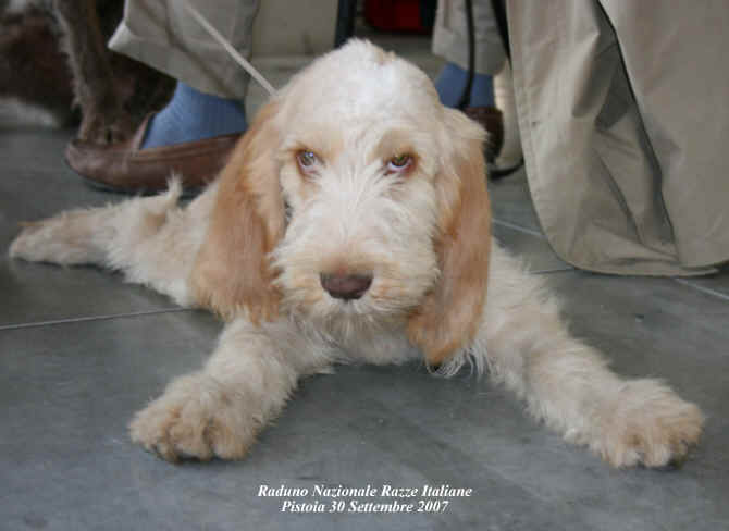spinone