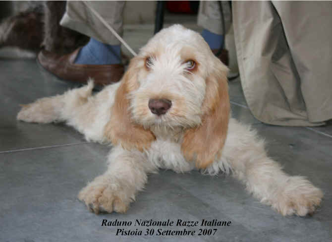 spinone italiano