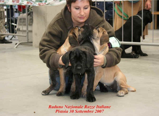 cuccioli cane corso