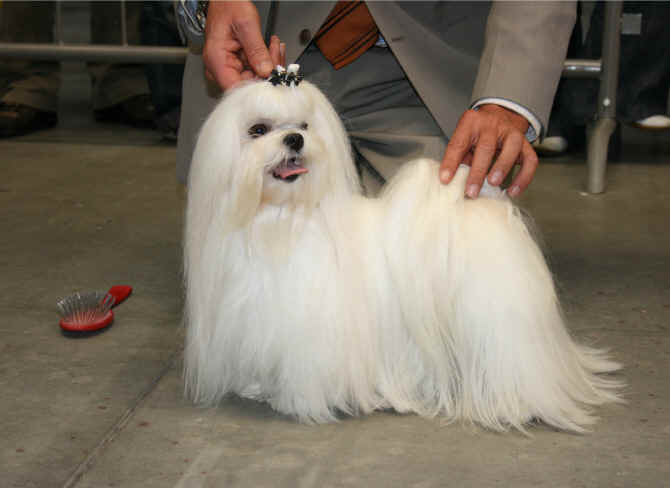 maltese