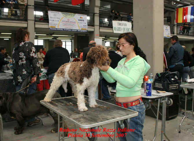 lagotto