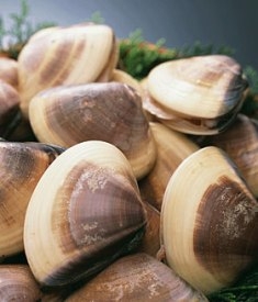 vongole