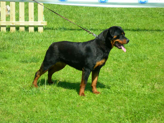 rottweiler