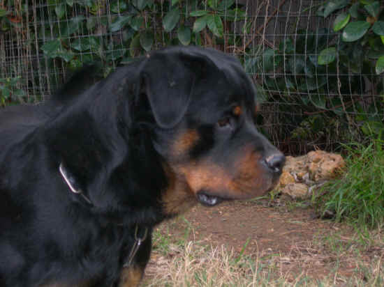 testa rottweiler