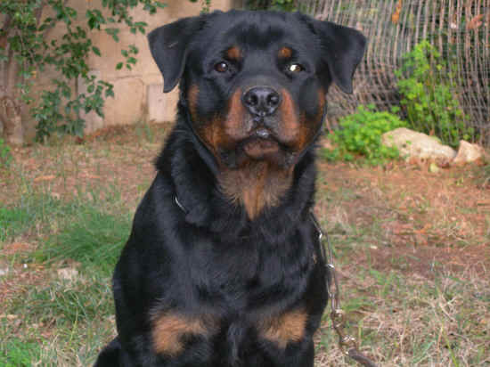 rottweiler