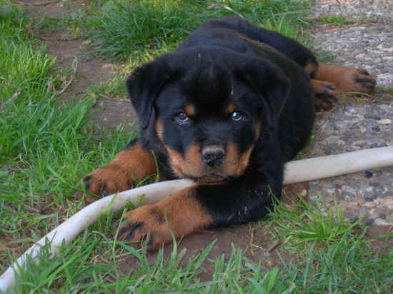 cuccioli rottweiler