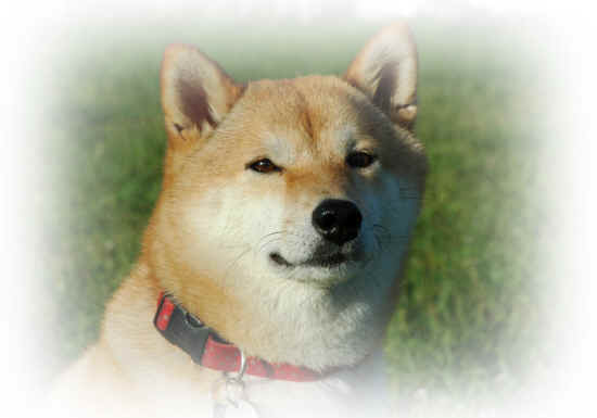 inu