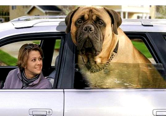 mastiff