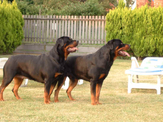 standard rottweiler