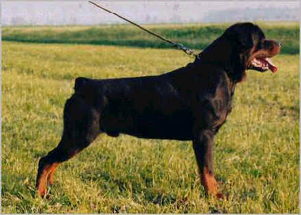 rottweiler