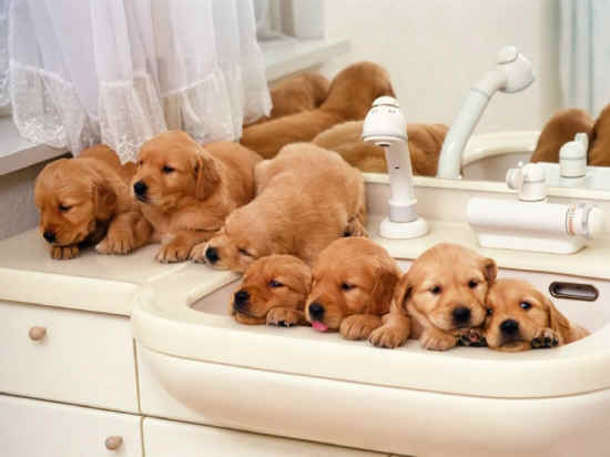 igiene cuccioli