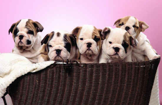 cuccioli bulldog