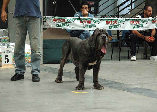 fossombrone trofeo mario querci 2006