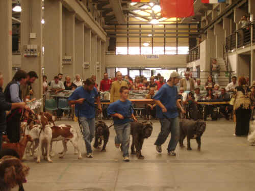 Gruppi di allevamento - raduno razze italiane di pistoia 2006