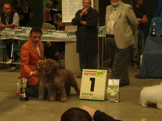 lagotto romagnolo