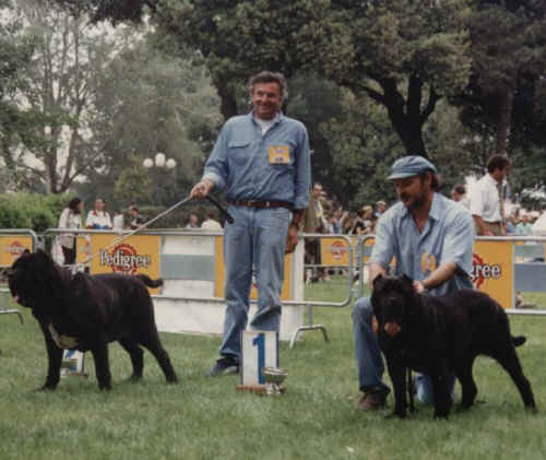 querula di fossombrone