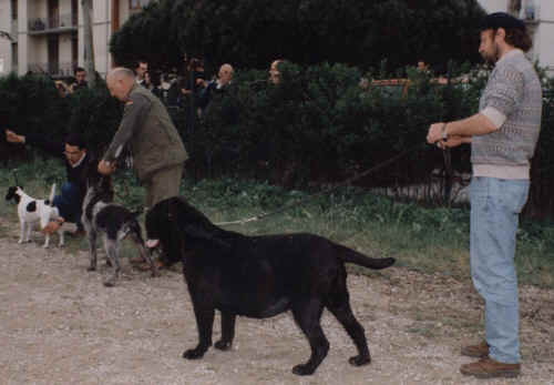 fucecchio