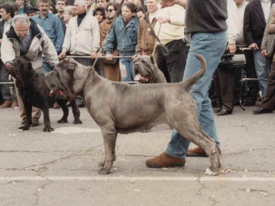 napoli 1990
