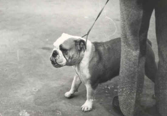 raduno bulldog firenze 1974