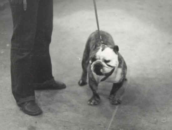 raduno bulldog firenze 1974