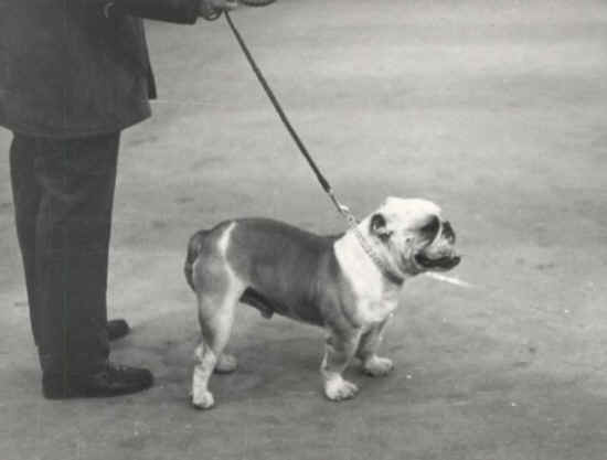 raduno bulldog firenze 1974