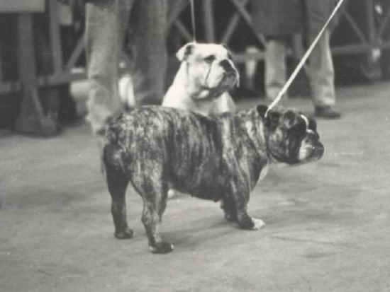 raduno bulldog firenze 1974