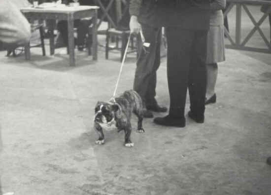 raduno bulldog firenze 1974