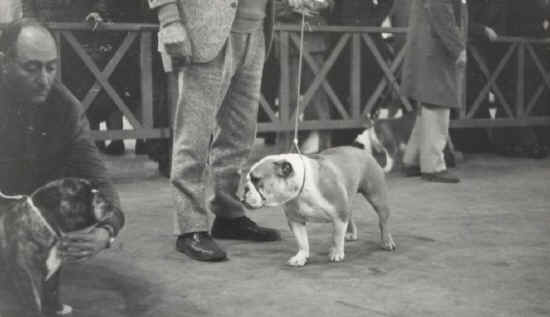 raduno bulldog firenze 1974