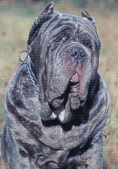 rosco