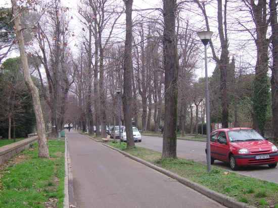 viale alberato