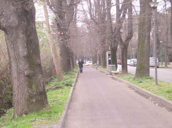 viale alberato