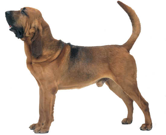 bloodhound