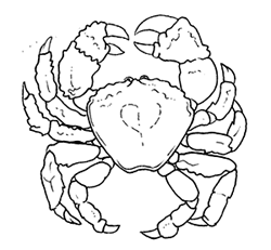 crostacei