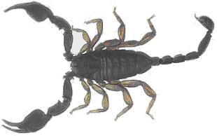 scorpionidi