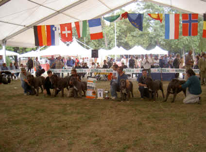 gruppo di allevamento Fossombrone