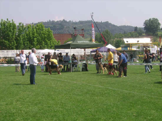 Esposizione canina di Poggibonsi 2007