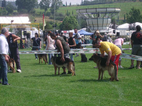 Esposizione canina di Poggibonsi 2007