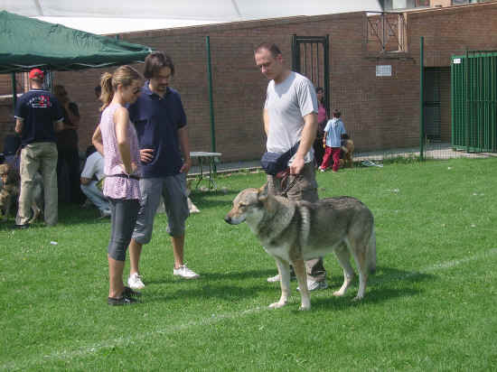 Esposizione canina di Poggibonsi 2007
