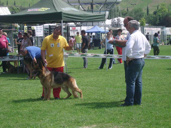 Esposizione canina di Poggibonsi 2007