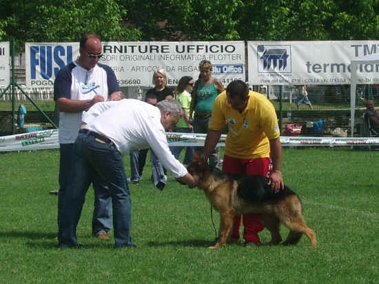 Esposizione canina di Poggibonsi 2007