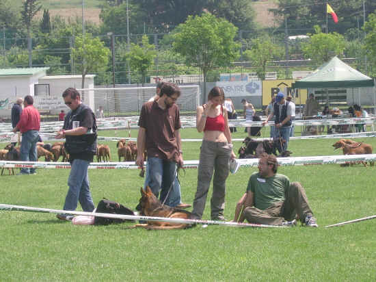 Esposizione canina di Poggibonsi 2007