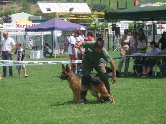 Esposizione canina di Poggibonsi 2007