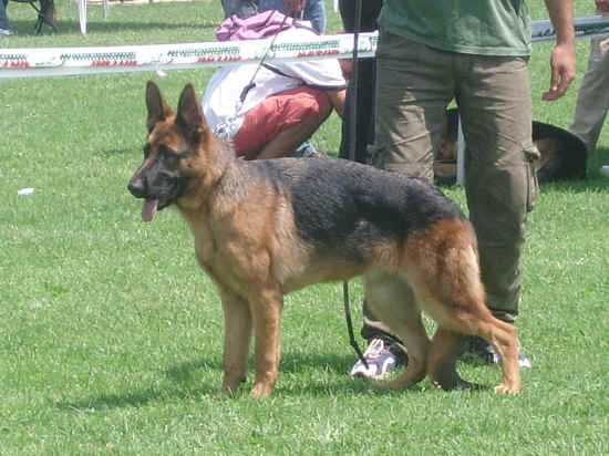 Esposizione canina di Poggibonsi 2007