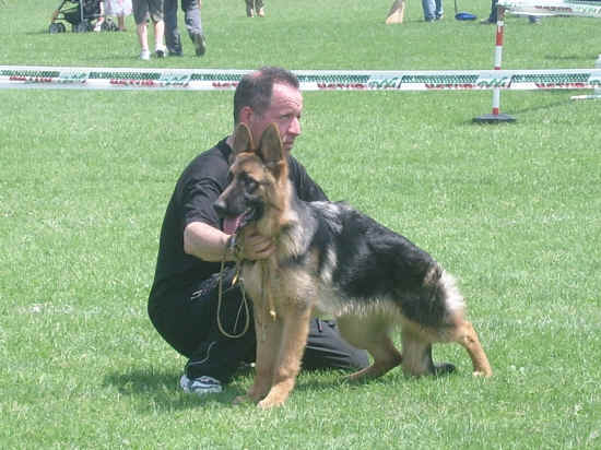 Esposizione canina di Poggibonsi 2007