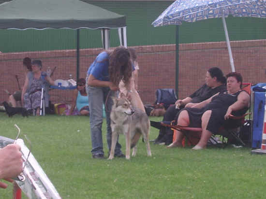 Esposizione canina di Poggibonsi 2007