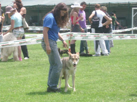 Esposizione canina di Poggibonsi 2007