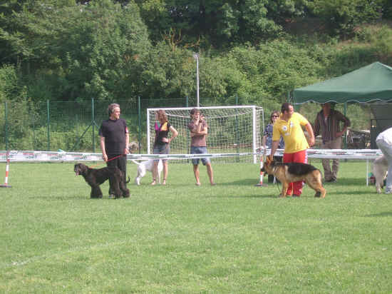 Esposizione canina di Poggibonsi 2007