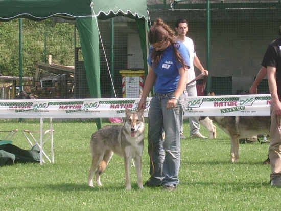 Esposizione canina di Poggibonsi 2007