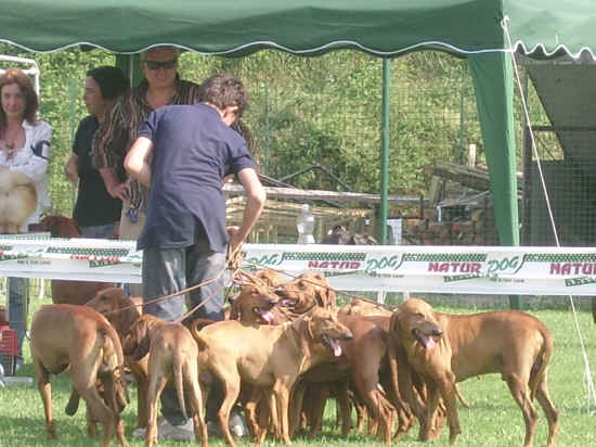 Esposizione canina di Poggibonsi 2007